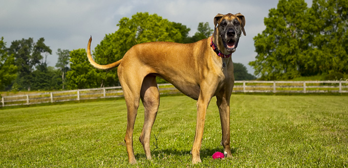 great dane