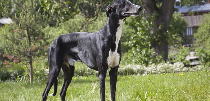 greyhound breed