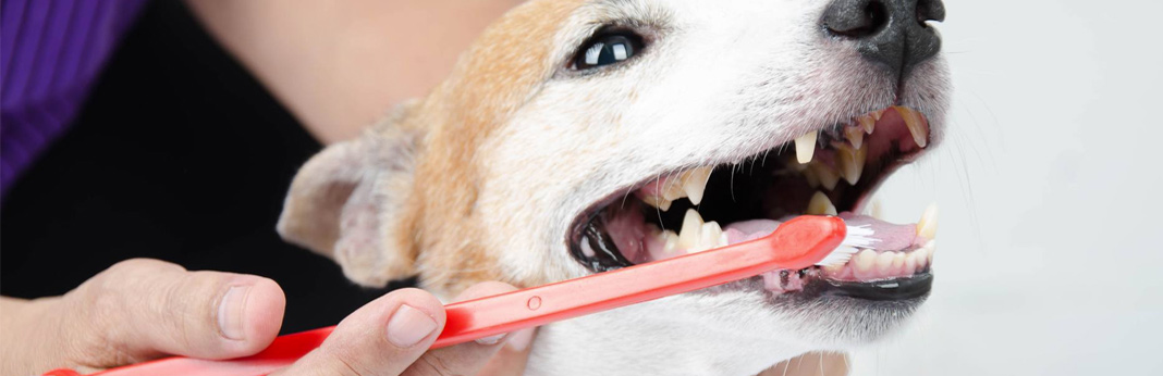 guide to brushing dog's teeth