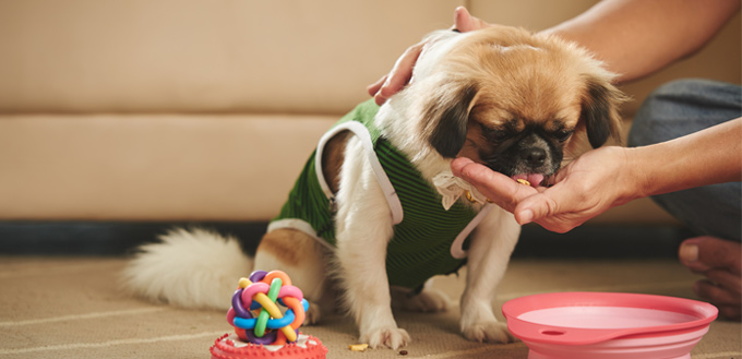 How Long Does It Take for a Dog to Digest Food?