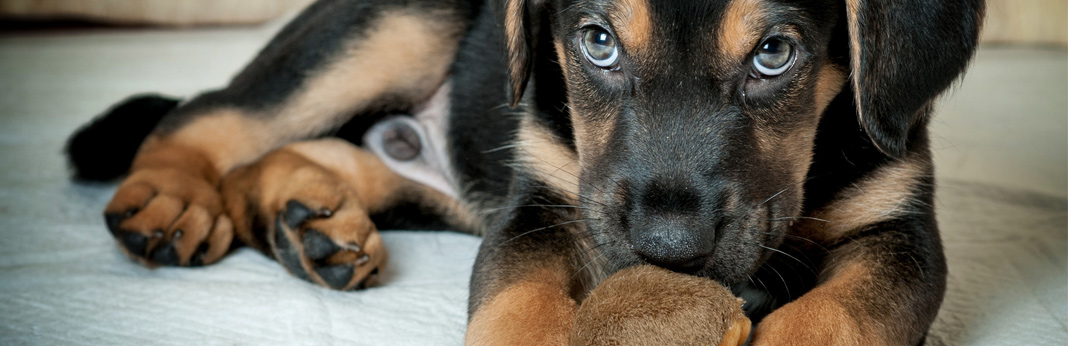 How long does it take for a dog to digest food