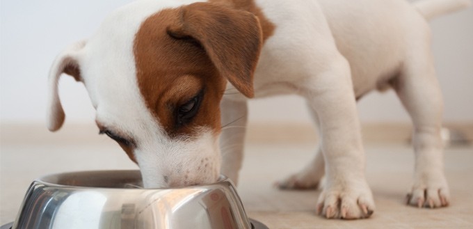 How Long Does It Take for a Dog to Digest Food?