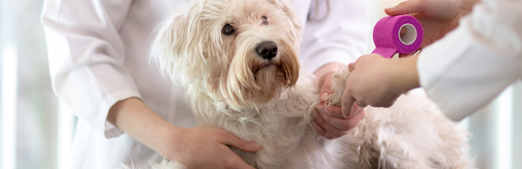 How Much Does Cruciate Ligament Dog Surgery Cost?