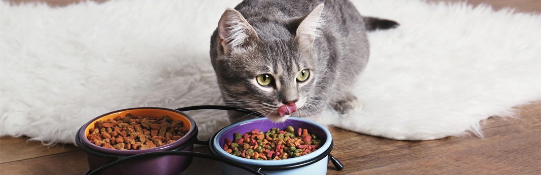 How Much Should You Feed a Kitten? | My Pet Needs That