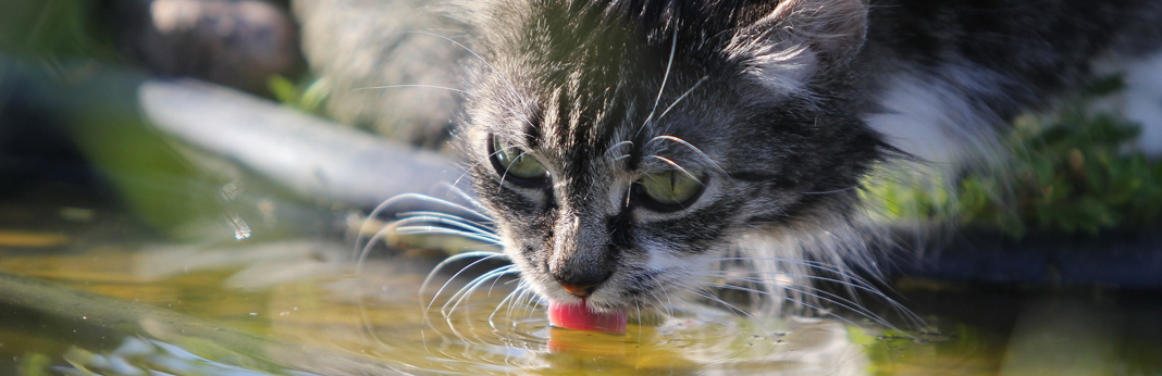 how much water should your cat be drinking every day