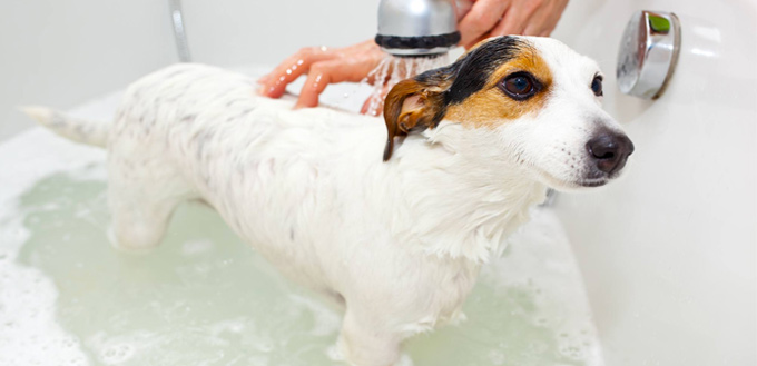 how to bath a dog