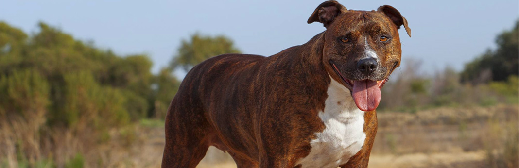 best dog treats for pitbulls