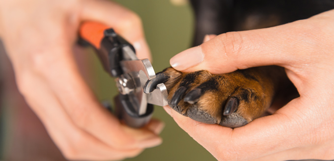 how to cut dog's nails properly