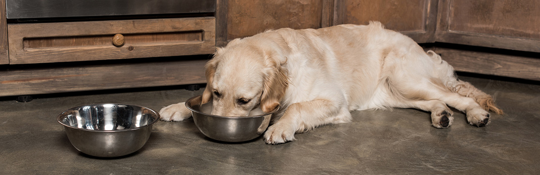 how-to-deal-with-dog-food-intolerance