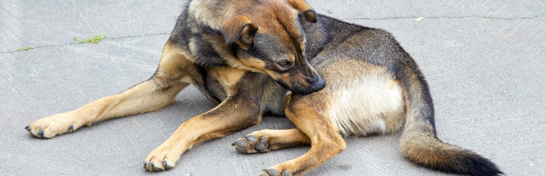 canine itchy skin