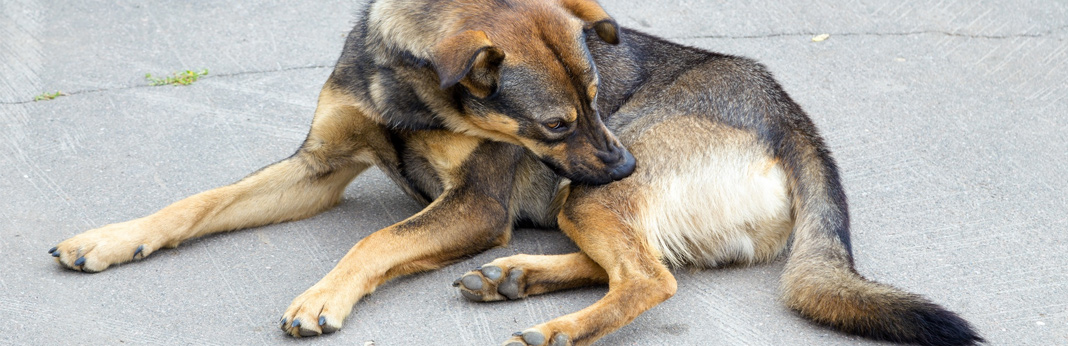 how-to-relieve-dogs-itchy-skin