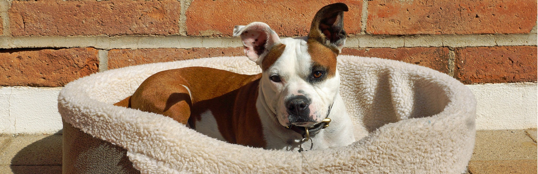 how-to-stop-a-dog-from-chewing-its-bed