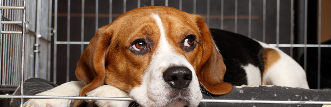 how do you stop a dog from crying in the crate