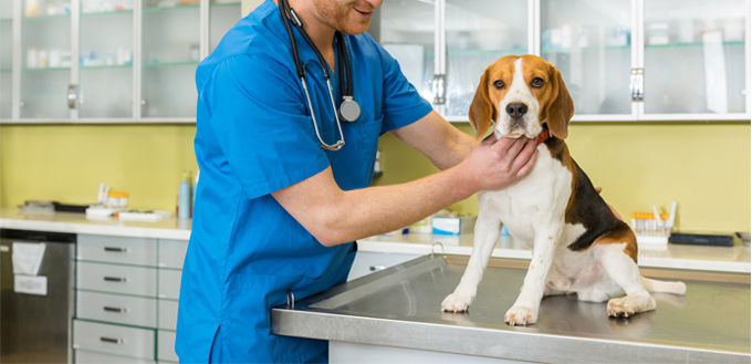 How To Treat UTI in Dogs