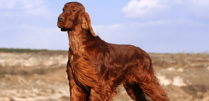 Irish Setter