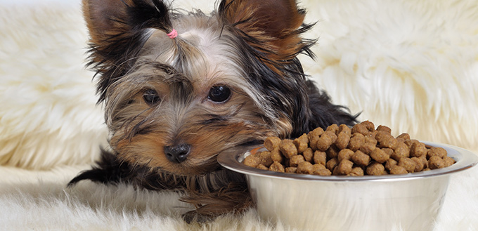 is salt bad for your pooch