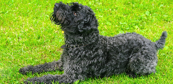 kerry blue terrier