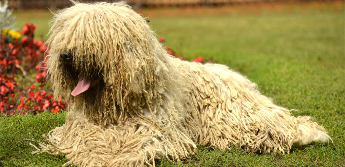 komondor breed