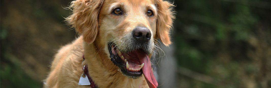 labrador-breed-facts-and-temperament