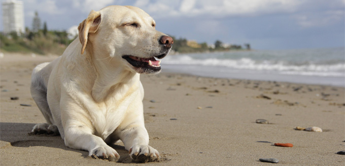 labrador breed