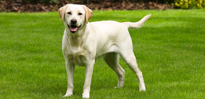 labrador retriever police dog