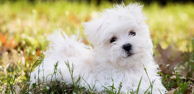 maltese dog