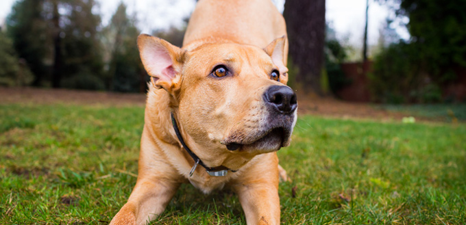 Mixed Breed Dog