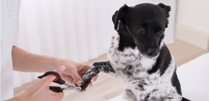 nails clipping dog