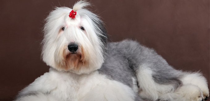 Old English Sheepdog