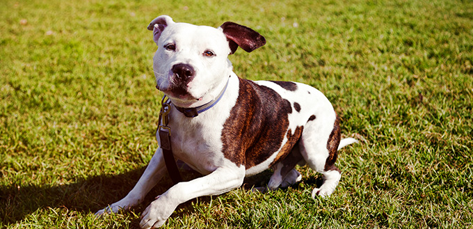 pitbull dog sitting on lawn