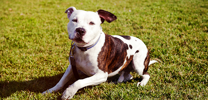 taking care of a pitbull puppy