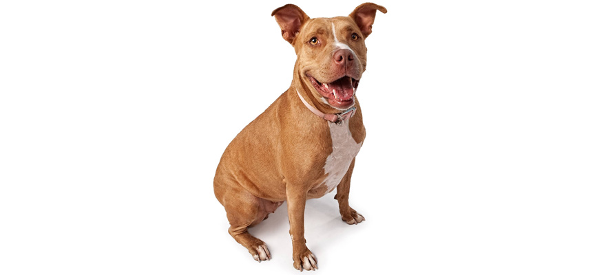 5 Tips on How to Care for a Pit Bull