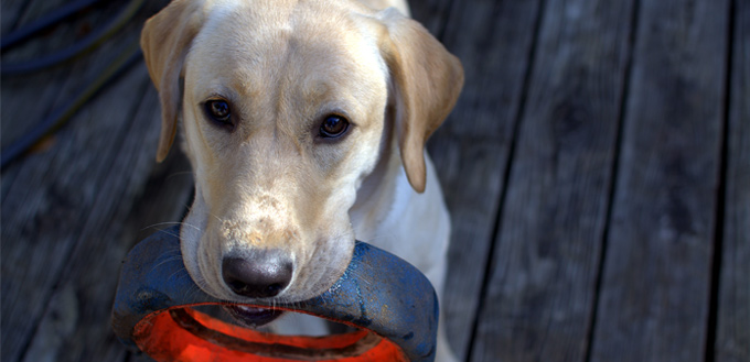 playful labrador