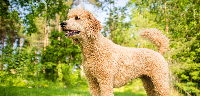 poodle dog