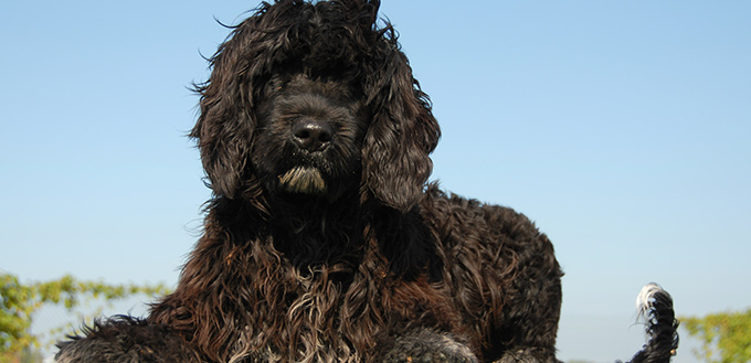 portuguese water dog