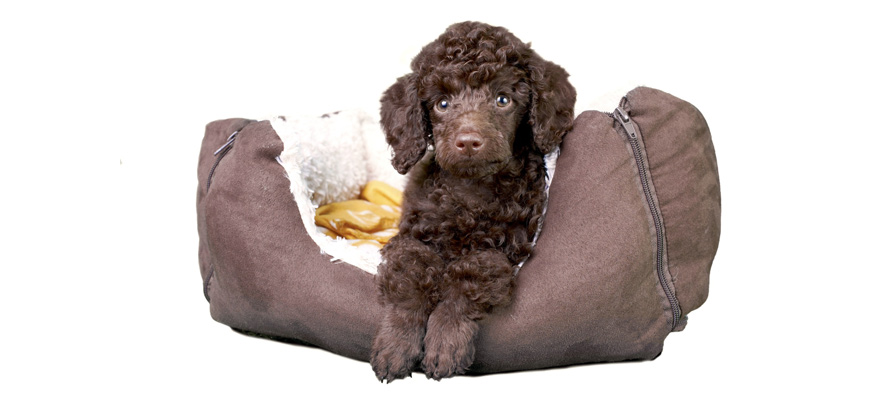 How to Stop a Dog from Chewing Its Bed
