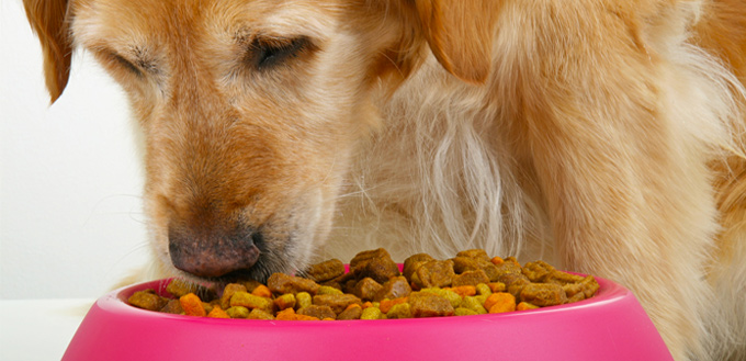 quality food for dogs