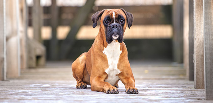 red german boxer dog outdoors