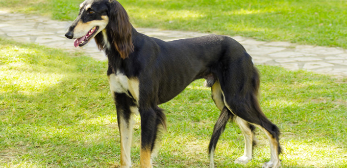 saluki breed