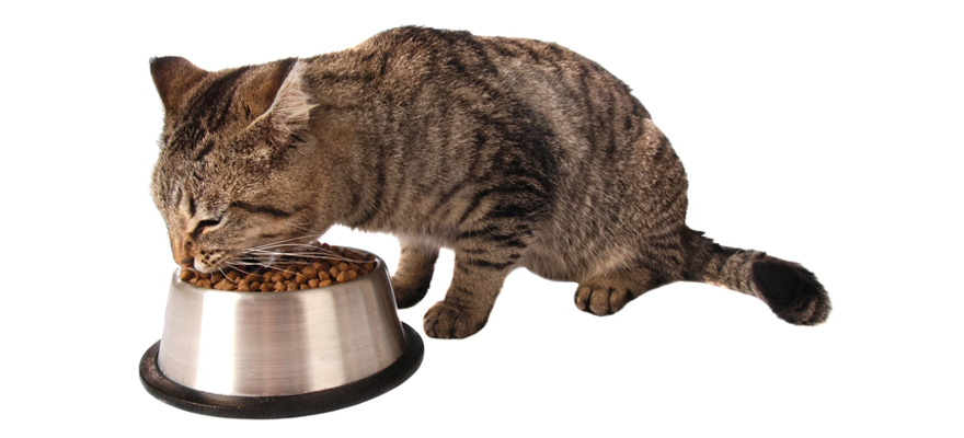 Best Cat Food for Sensitive Stomach (Review & Guide) 2019