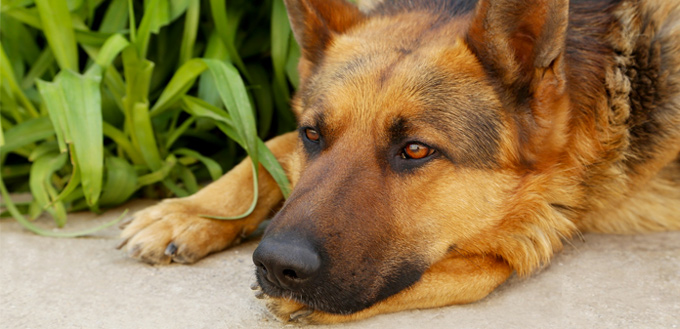 separation anxiety in dogs