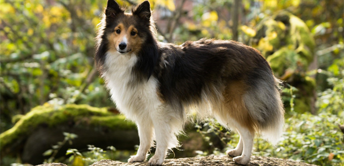 shetland sheepdog