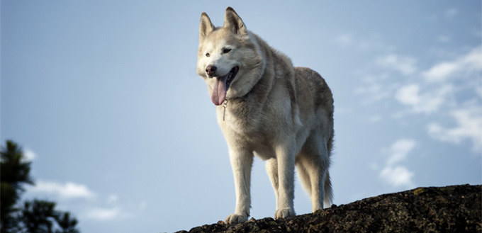 siberian husky