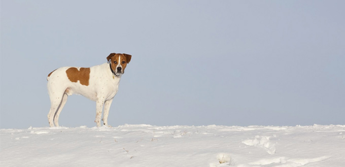 skin tags on dogs