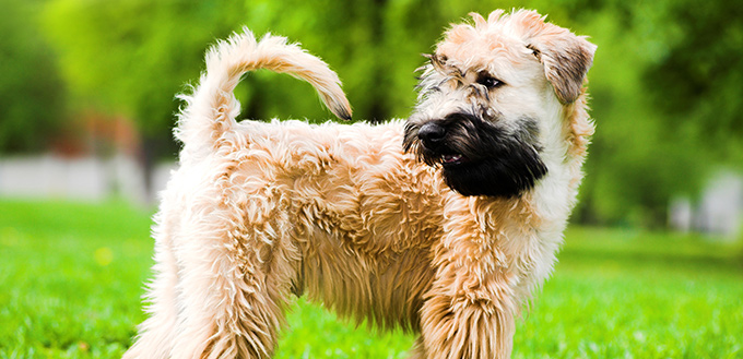 soft coated wheaten terrier