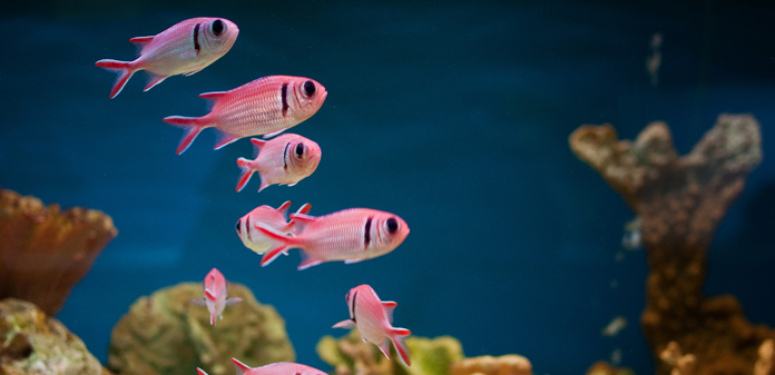 Tips For Lower Ph In A Freshwater Aquarium