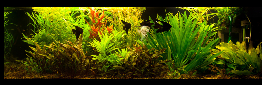 tips-for-lower–ph-in-a-freshwater-aquarium-3