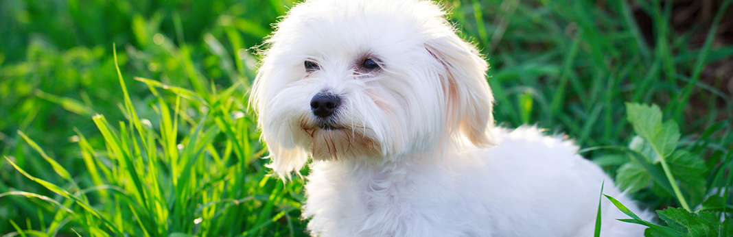 top 10 hypoallergenic dogs