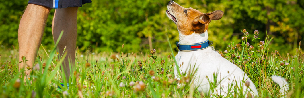 tricks-to-teach-your-dog