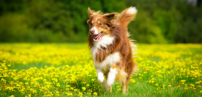 turmeric in dogs